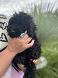 Pudel toy/mini sunia Tina