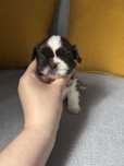 Czekoladowo- biały chlopiec Shih-tzu