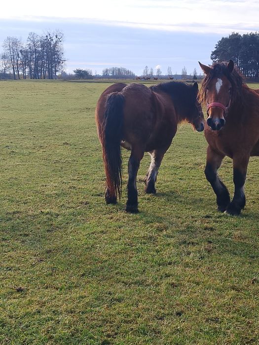Sprzedam konie zimnokrwiste