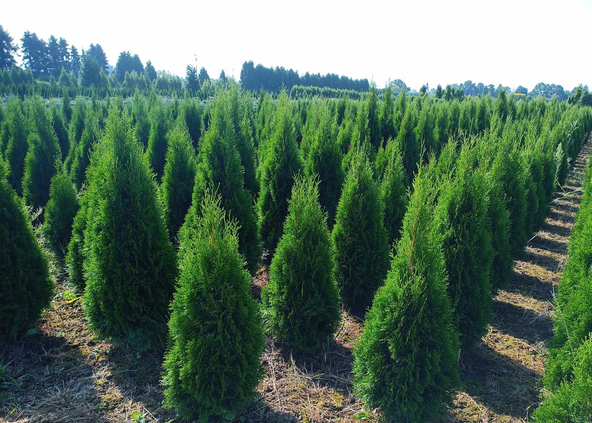 Tuja 'Aureospicata' 140-250 cm tuje thuja thuje szmaragd brabant