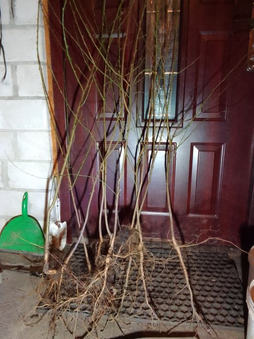 Drzewka brzoskwiń i nektarynkow