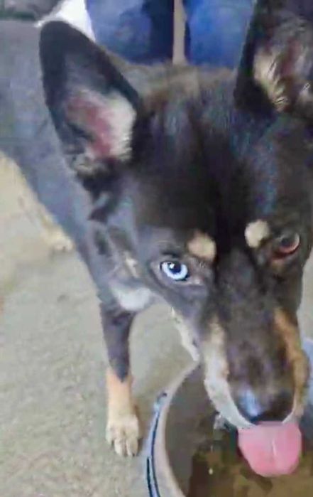 REKSI  pies o jasnym oku i złotym sercu. Uratowany w Bułgarii