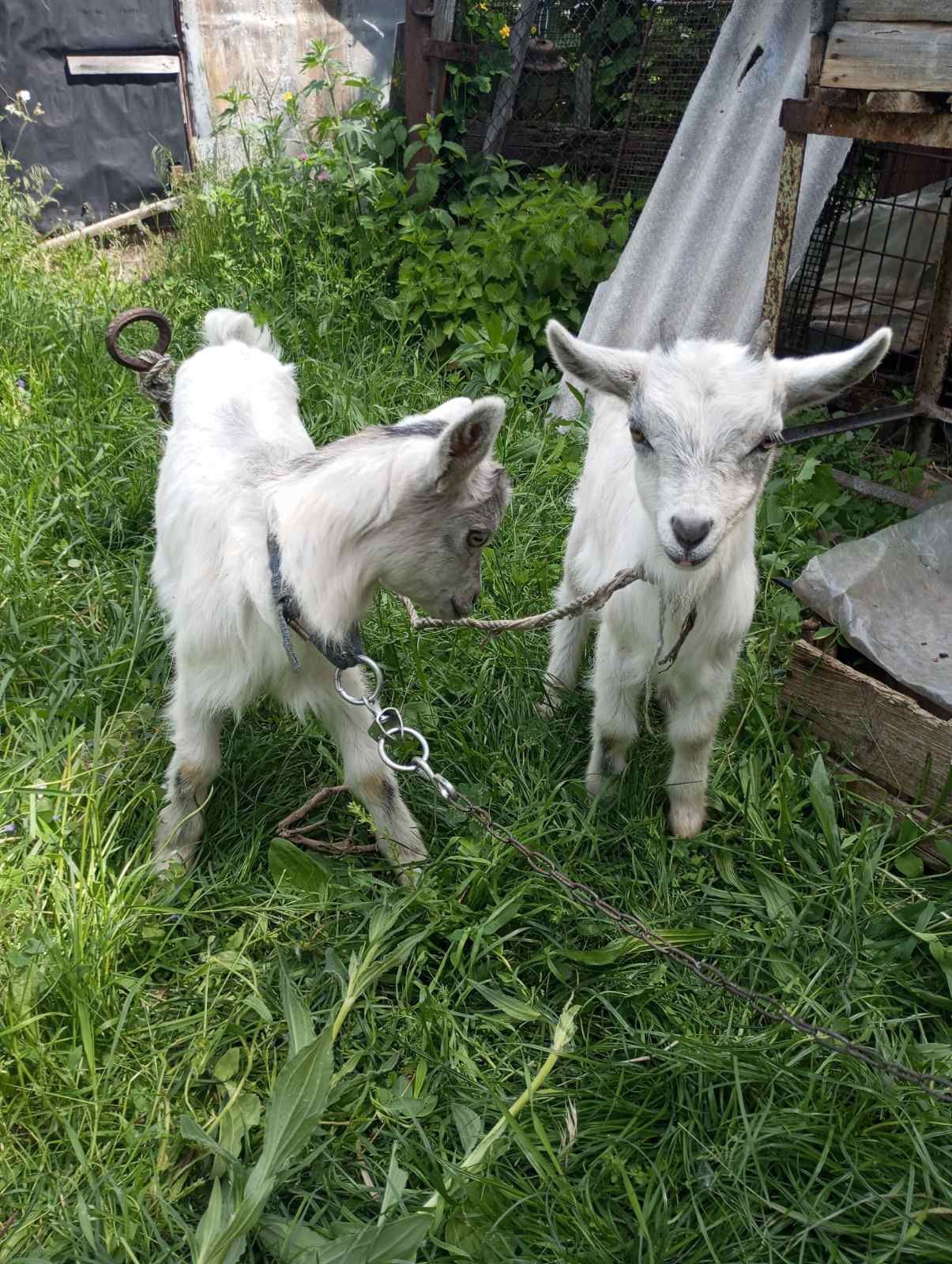 Дві кізочки кози