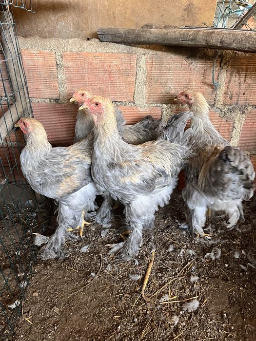 Galos Brahma Isabella