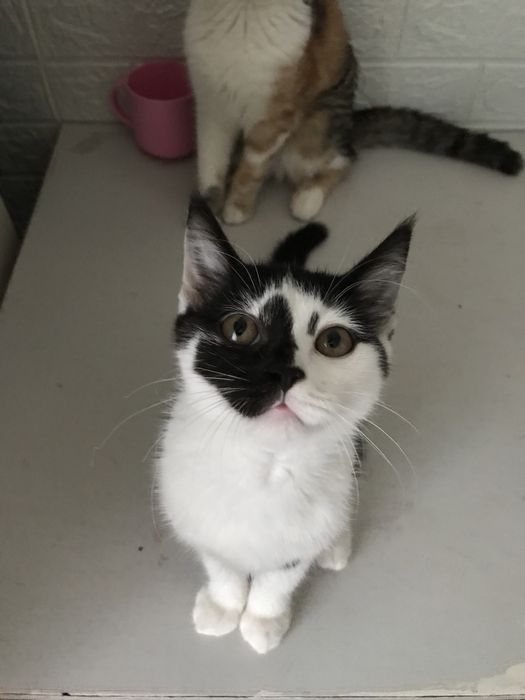 Кіт, миска,лоток,наповнювач