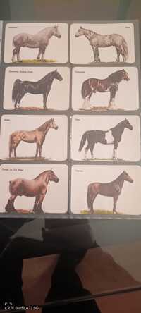 Calendário raça de cavalos