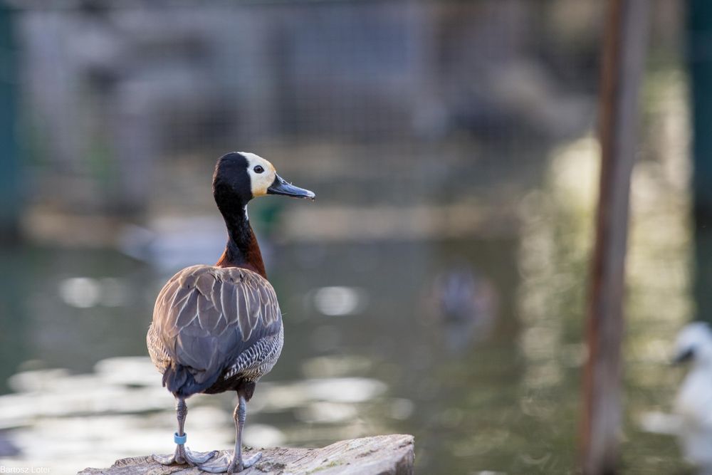 Drzewice Wdówki pary 2025