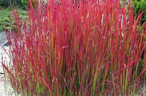 Imperata Red Baron -Flora Szczecin