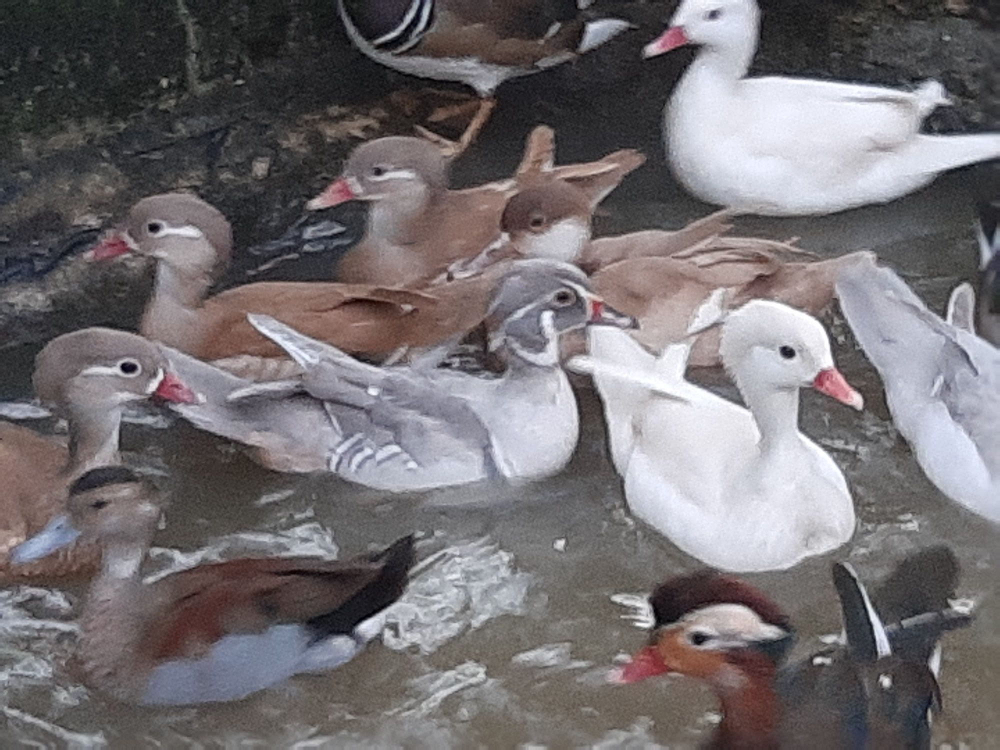 Patos ornamentais