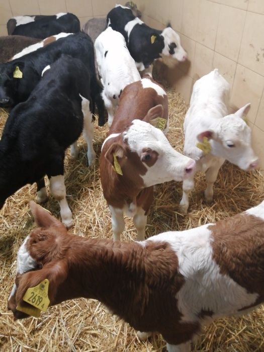 Sprzedaż cieląt KRAJOWYCH Łęczyca