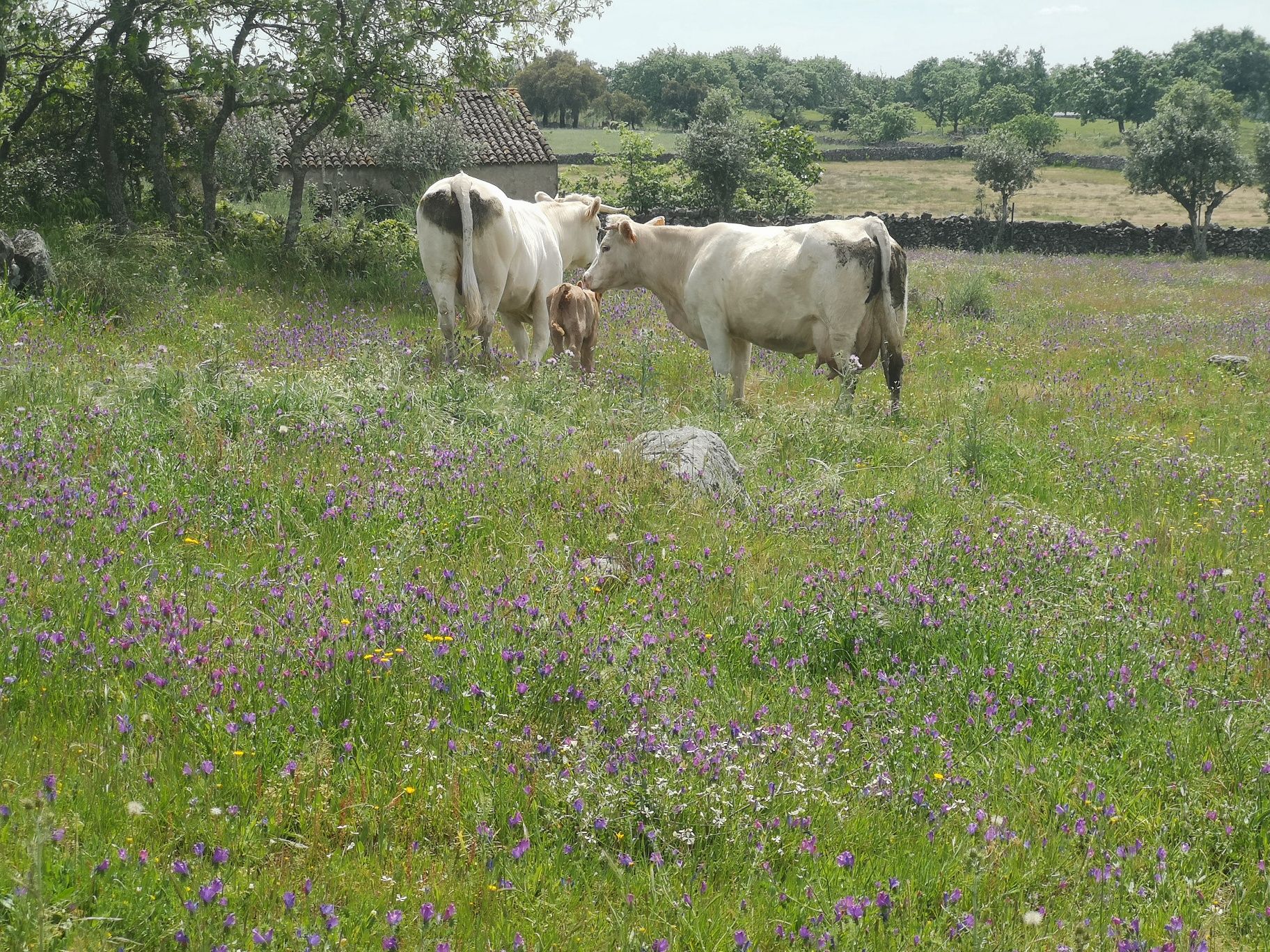 Vacas cx. charolês e cx limousine