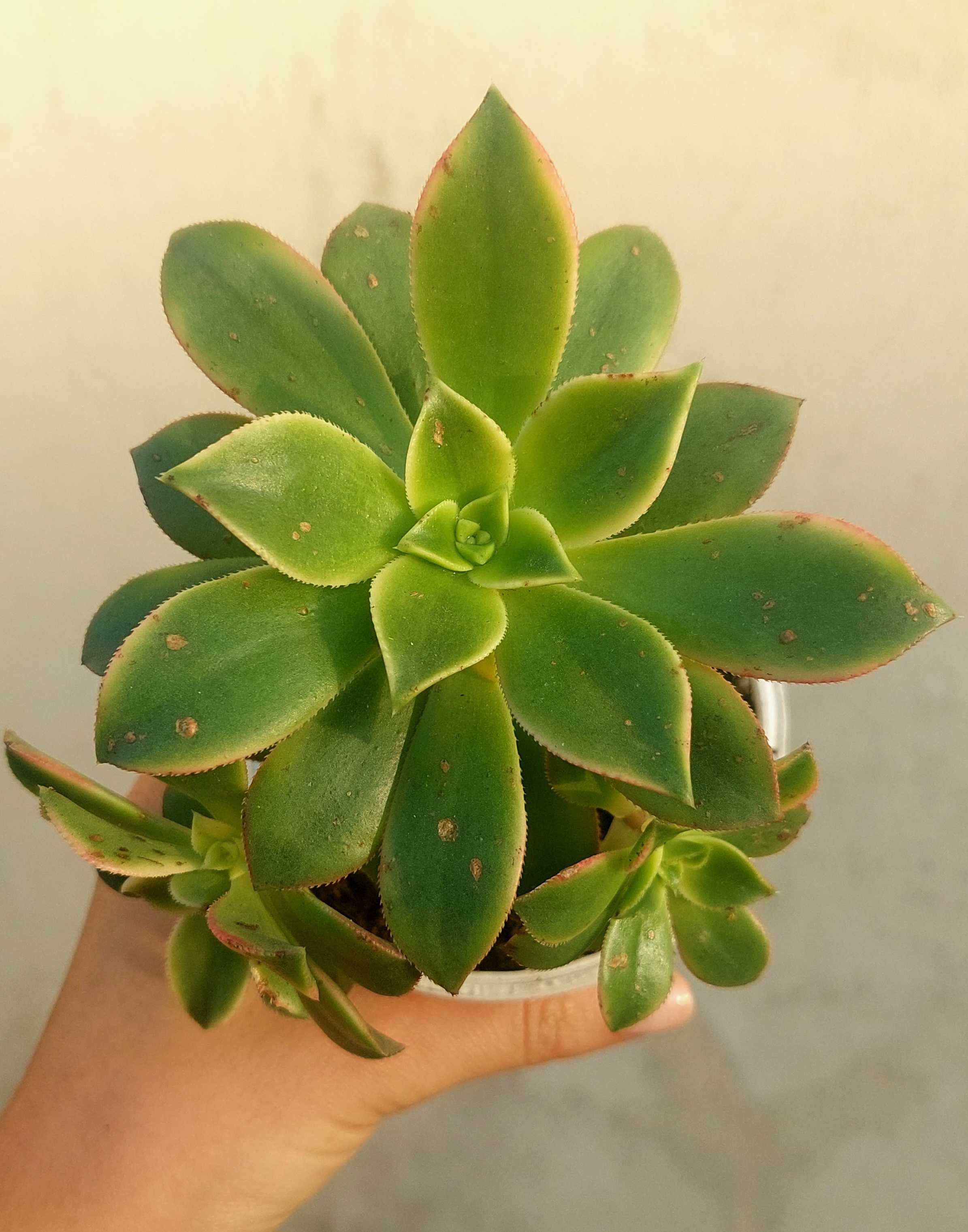 Suculentas variadas 5€