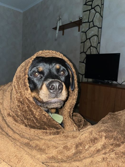 Отдам собаку с связи что уезжаю