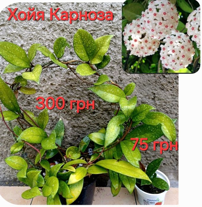 Хойя Матильда Сплеш, Хойя Белла, Хойя Карноза Хоя Карноза, розпродаж!