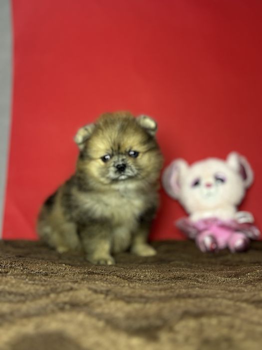 дівчинка блакитна ока тип ведмедик