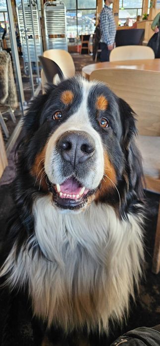 Do adopcji: Berneński Pies Pasterski – 2,5 roku, samiec