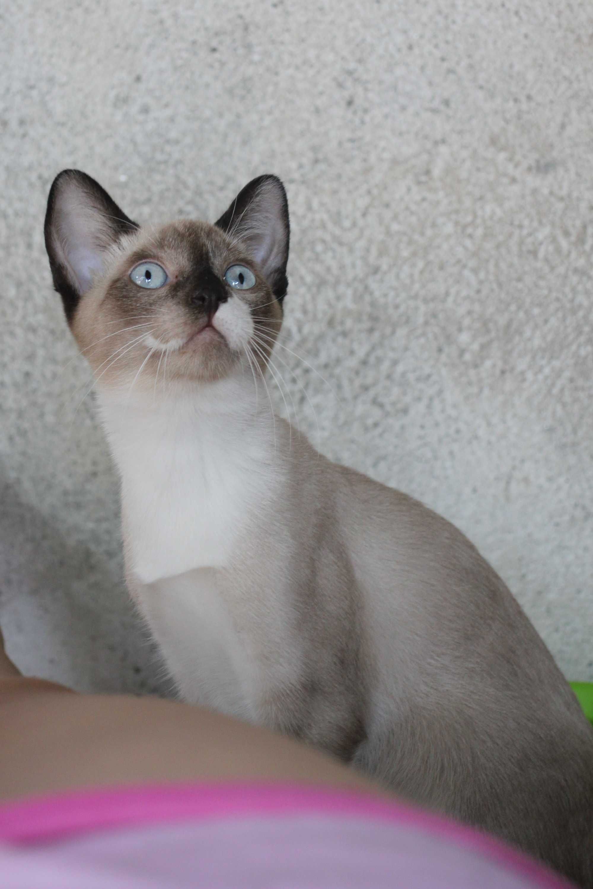 MACHO | Gatinho de olhos azuis e com a 1.a vacina para adoção