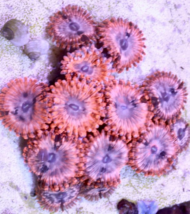 Zoanthus Utter Chaos Zoanthus Zoa  6-8 WYSYŁKA FLUOLAMPS.PL