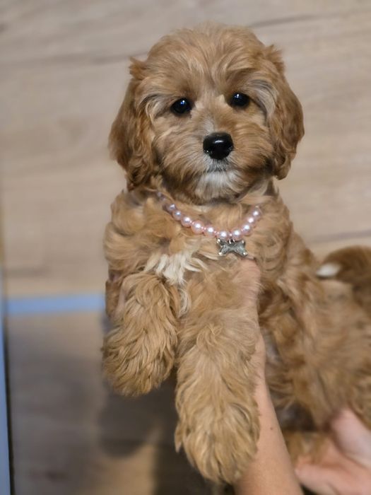 Cavapoo f1 suczka szczeniak do odbioru z metryką