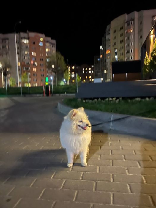 Дам  помаранського шпіца на злучку