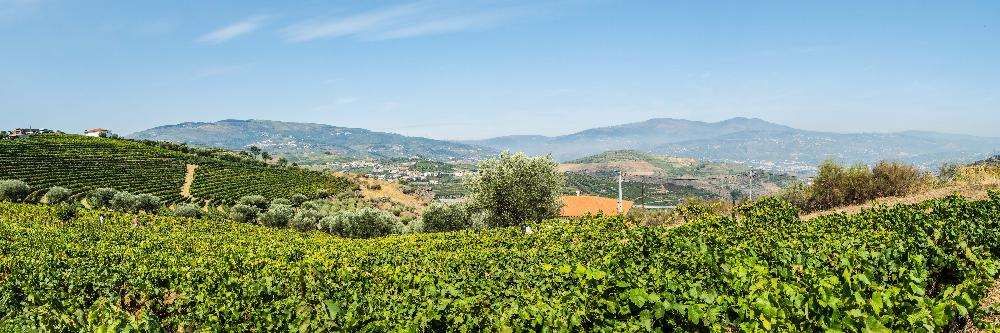 Terreno de vinha e construção (com benefício) frente de estrada