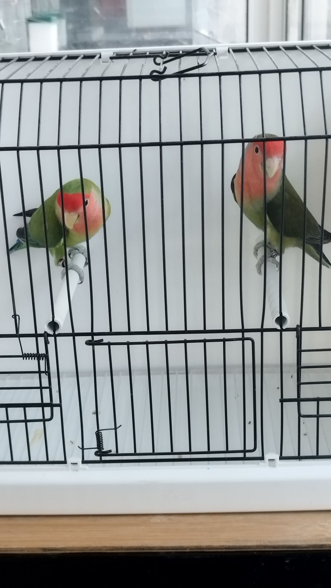 Casal Agapórnis roseicollis.