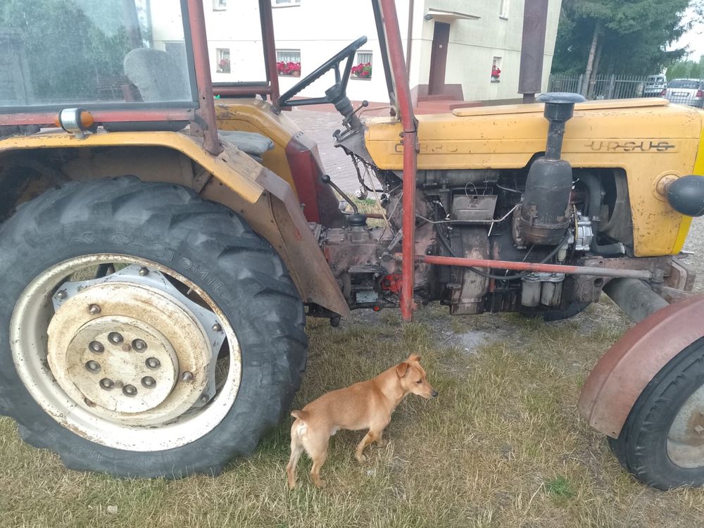 Ursus C-330 zestaw z przyczepą