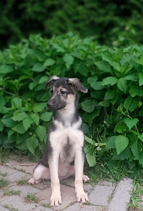 Uroczy szczeniak Oreo szuka domku
