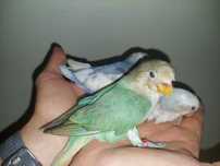 Agapornis Domesticados