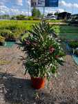 Kwitnący Oleander Nerium Różne rozmiary 50- 100cm Różowe Białe XXXL