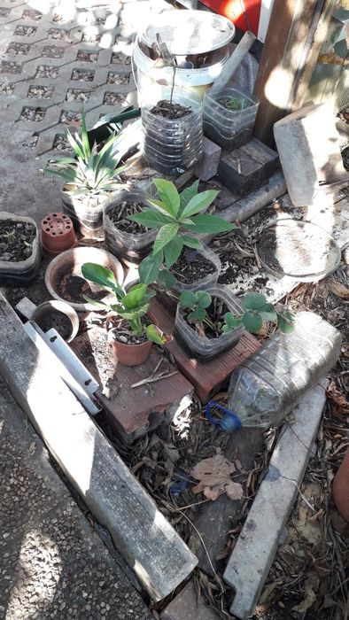 Arvores de abacates, maracujás, orquideas e pinheiros mansos e OUTRAS