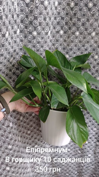 Продаю свої рослини