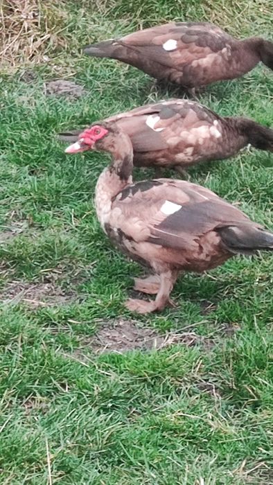 Kaczki czekoladowe i Gęsi Landes
