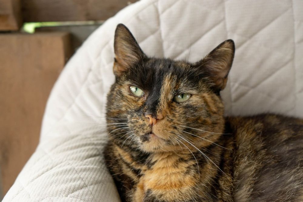 Merida, piekna kotka o wyjątkowym charakterze