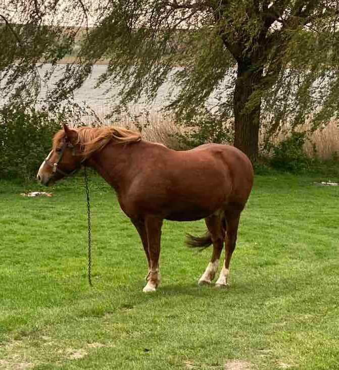 Спокійний красивий кінь шукає нових власників