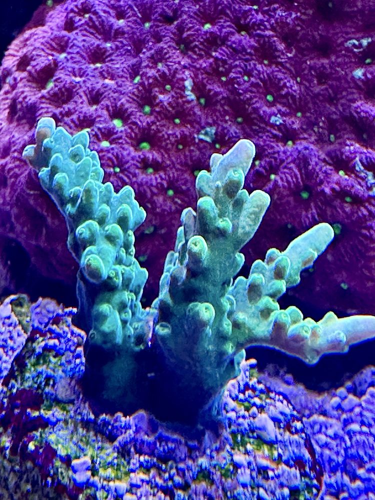 Acropora zielona koralowiec