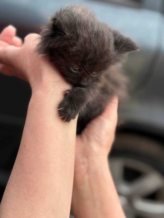 Кошенята в добрі руки