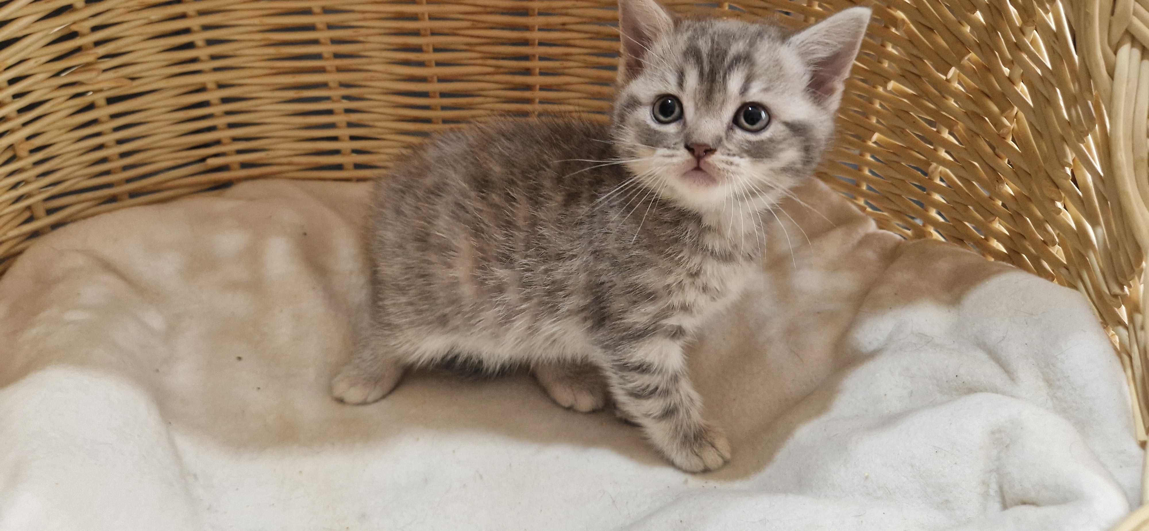 Kotka Szkocka zwisłoucha Silver Tabby