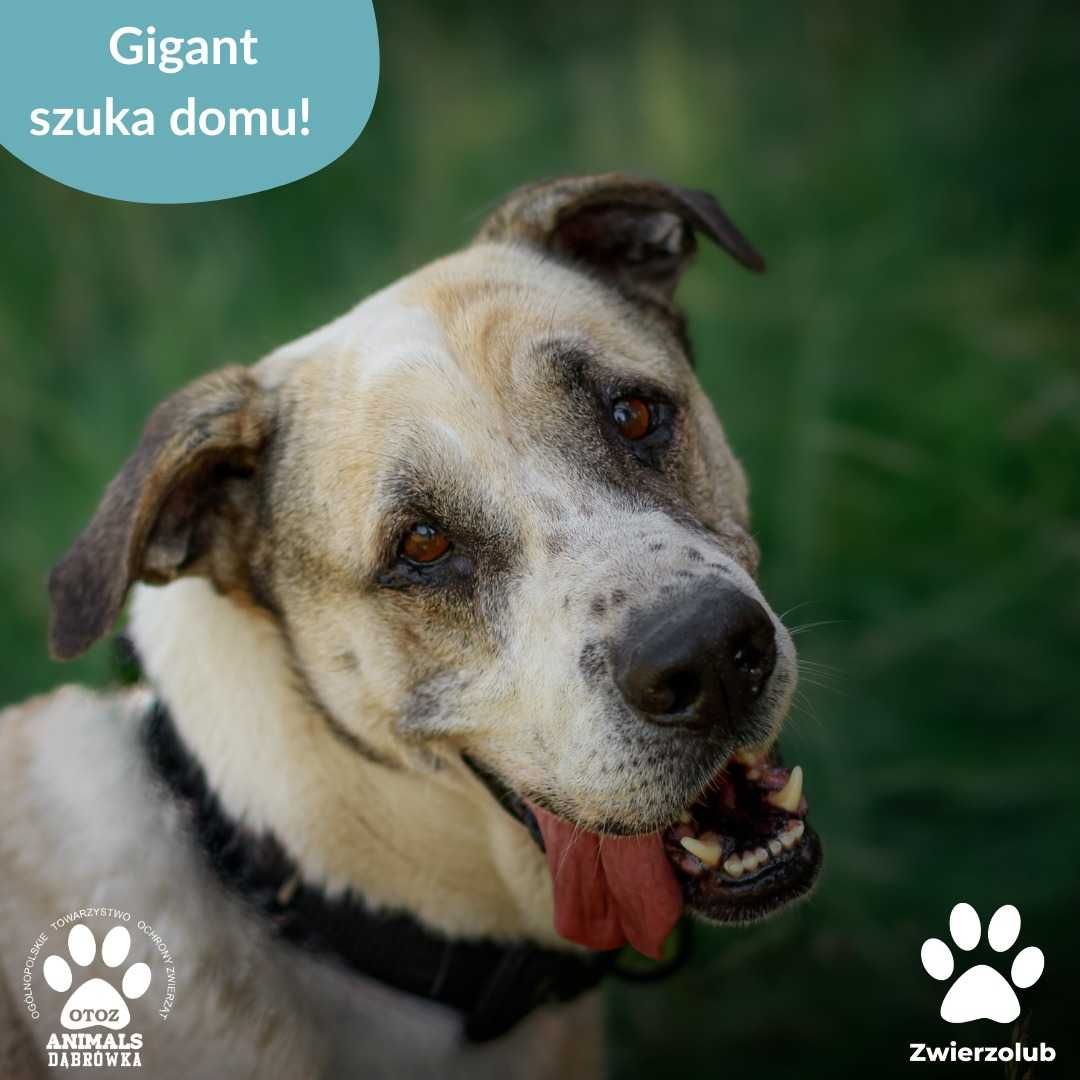 Gigant szuka kochającego domu!