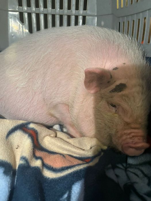 Dou Porca , muito mansa