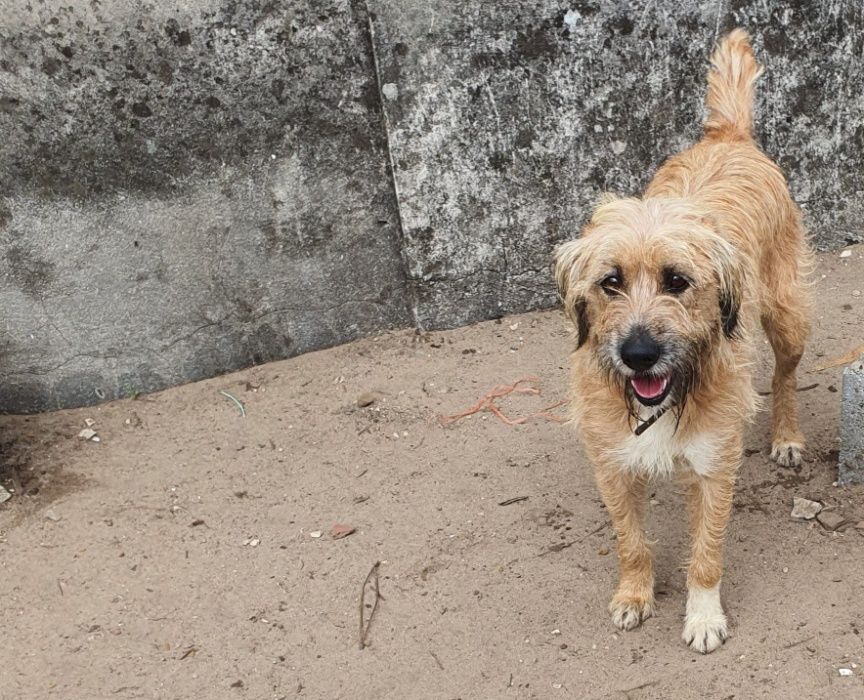 Cadela Porte Médio (14kg) Para Adoção (Farrusca)