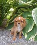 Cavalier King Charles Spaniel-Piesek