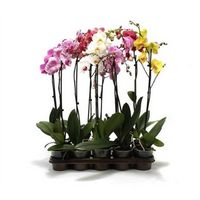 Цитрус, Орхидеи - Растения и Цветы оптом из Голландии, Европы, Азии