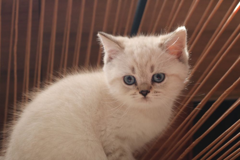 gatinho scottish straight pointe