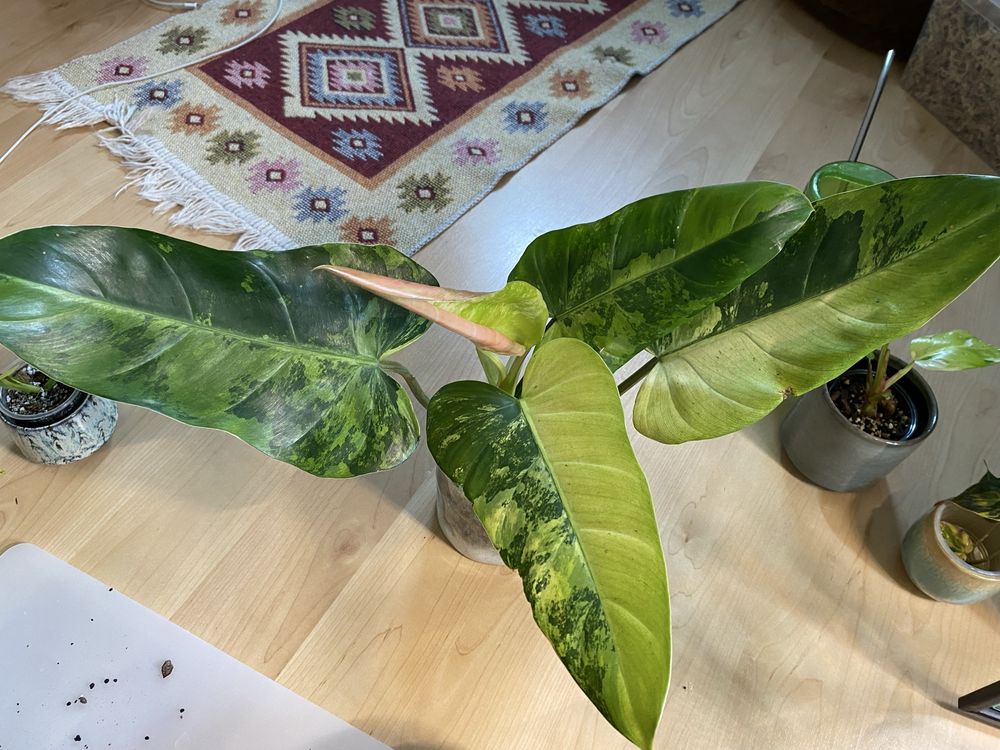 Philodendron whipple way variegata