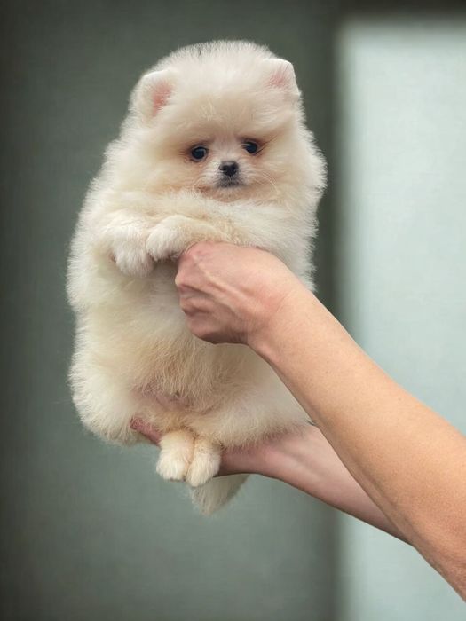 Мишки померанский шпиц