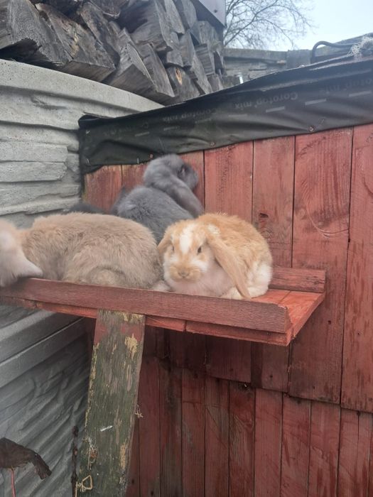 Baran Francuski mlode