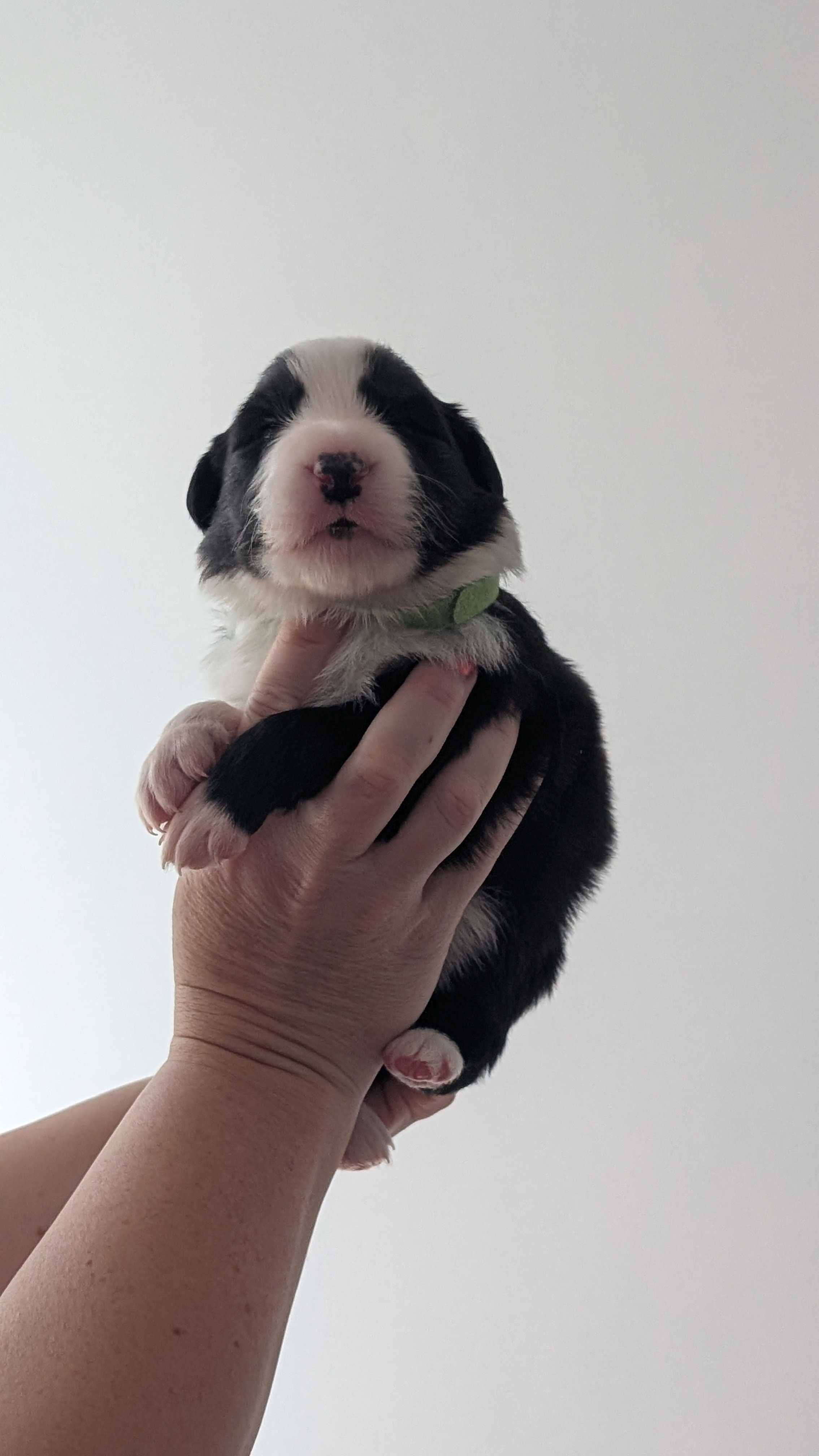 Border Collie FCI/ZKwP