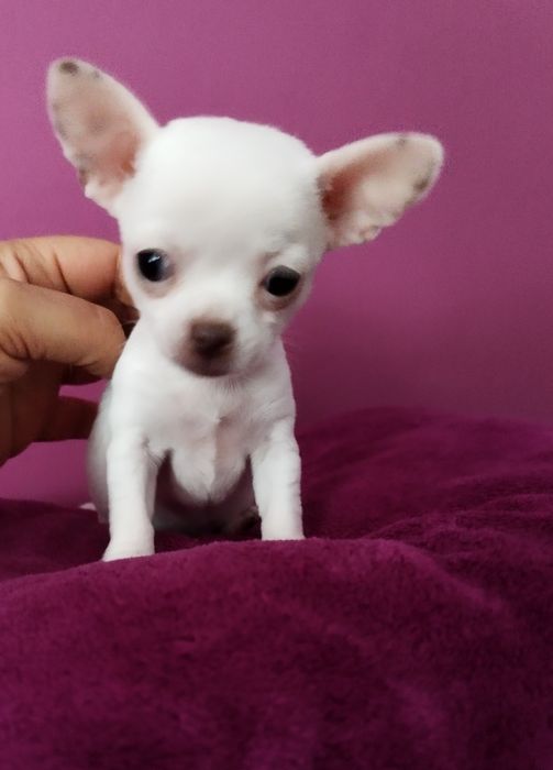 Chihuahua mini suczka