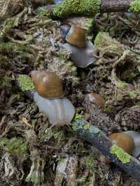 Megalobulimus Oblongus. Achatina. Archachatina